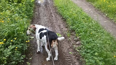 Bandit