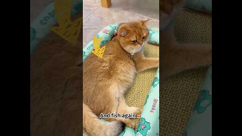 With this Jirpet dryer box we can keep playing... Wait, DON'T EAT #jirpet #petdryer #pets