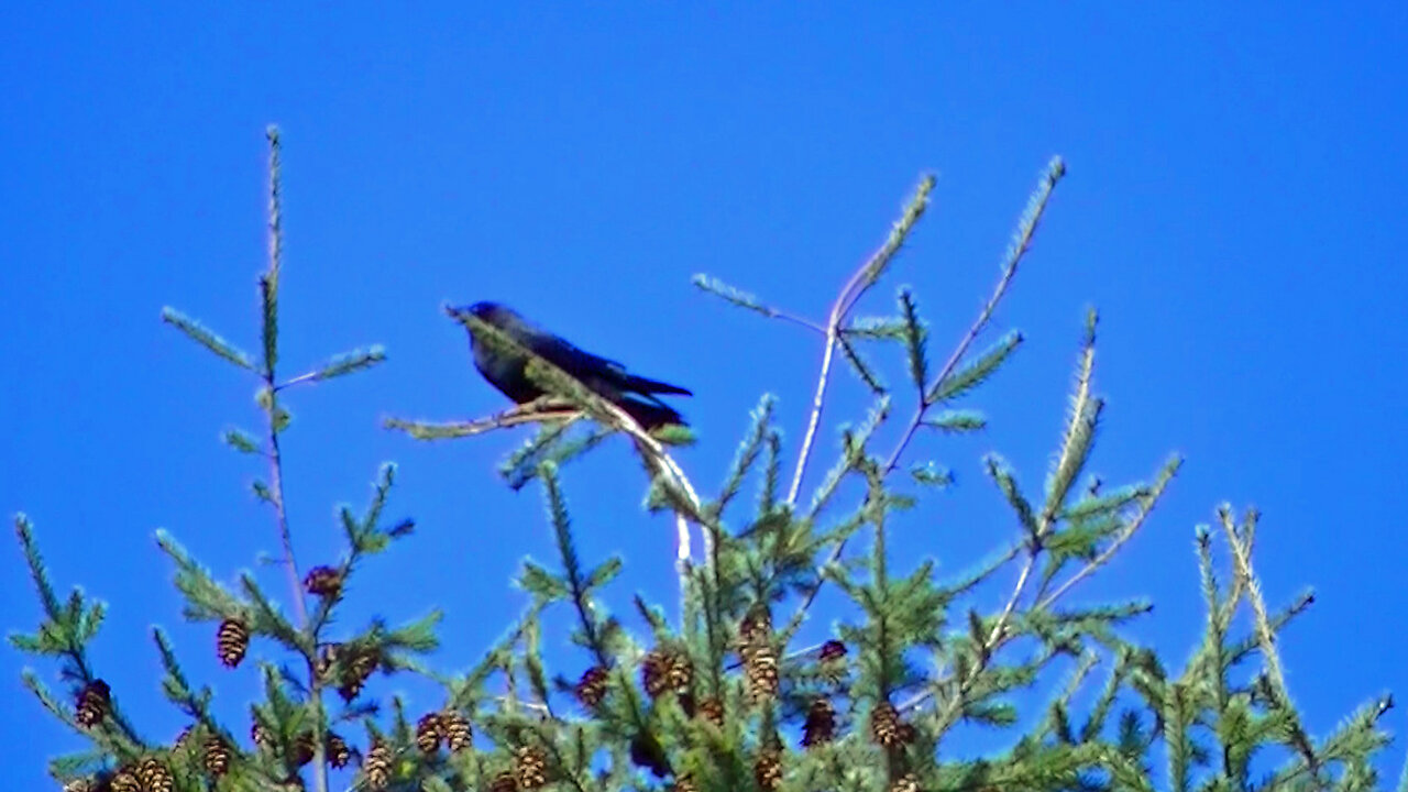 IECV NV #756 - 👀Black Crow In The Tree🐦‍⬛3-5-2019