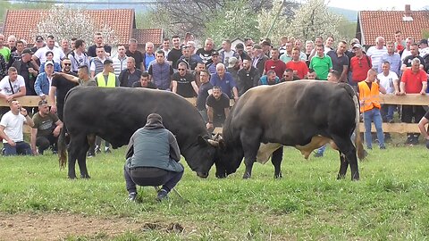 Medonja od Langića vs Medonja od Muhića Vitez 2025