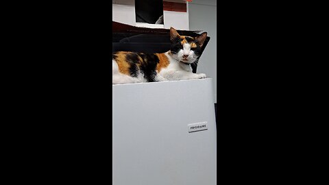 Calie cat