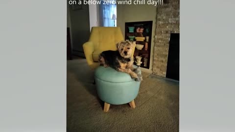 Roscoe by the Fireplace