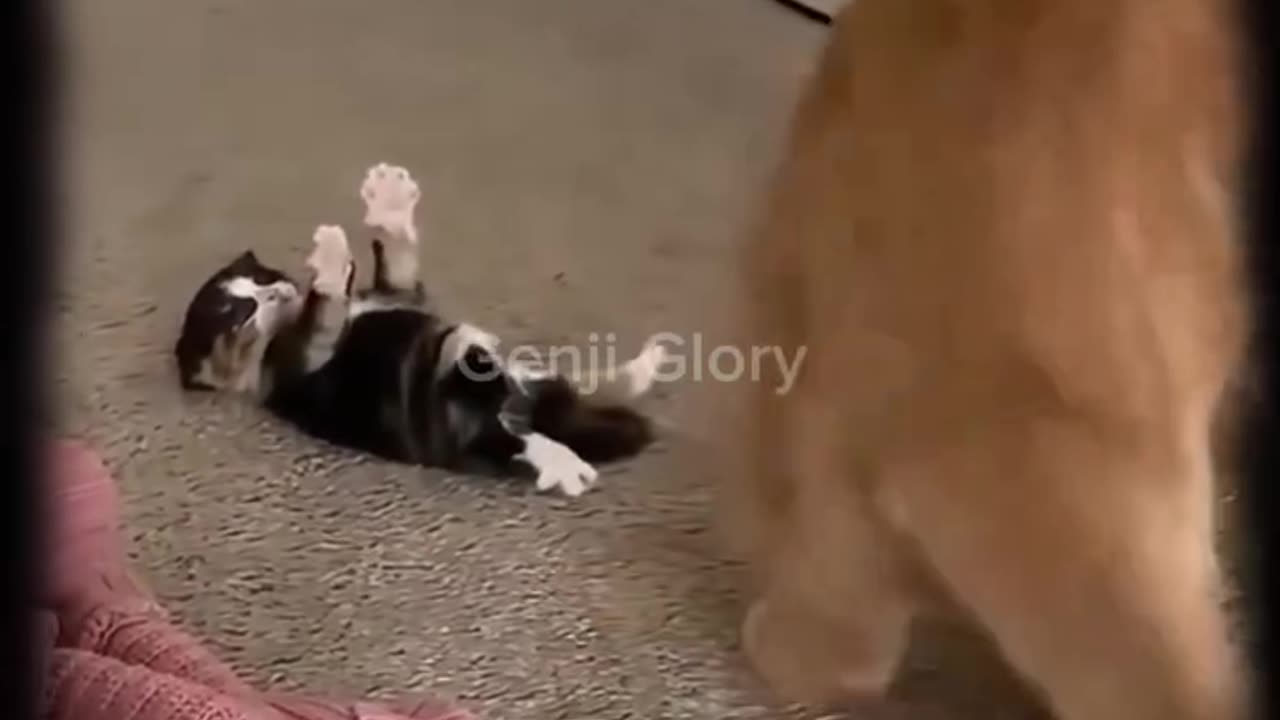 Heedless cat