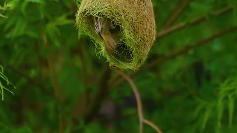 Master Engineers of Nature – Watch How Birds Build Their Amazing Homes! 🪺✨