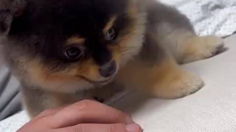 Cute 🥰 Puppy 🐶