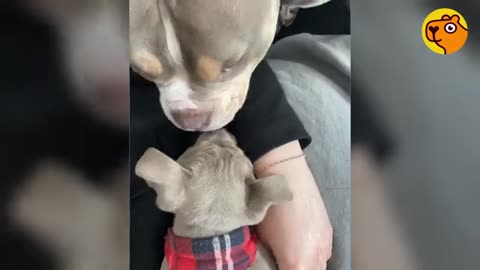 Mujer adopta un bully que parece conejito y le robó el corazón