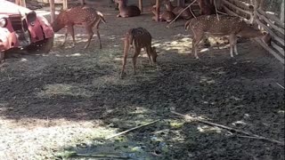 deer