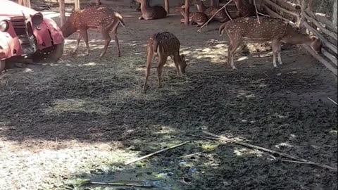 deer