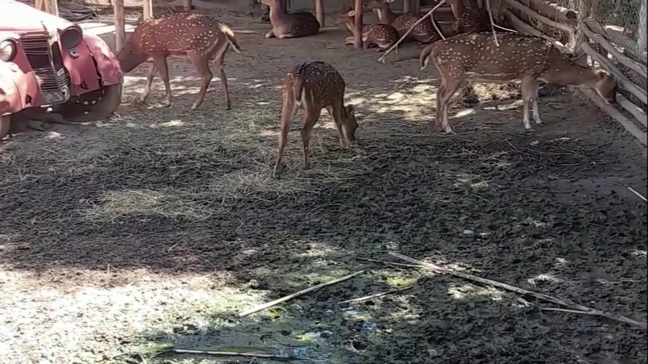deer