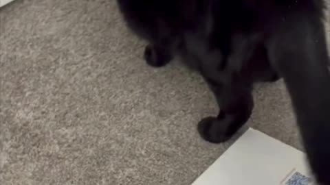 Precious Piper Sees the Sad Condition of the Office - Adopting a Cat from a Shelter Vlog #shorts
