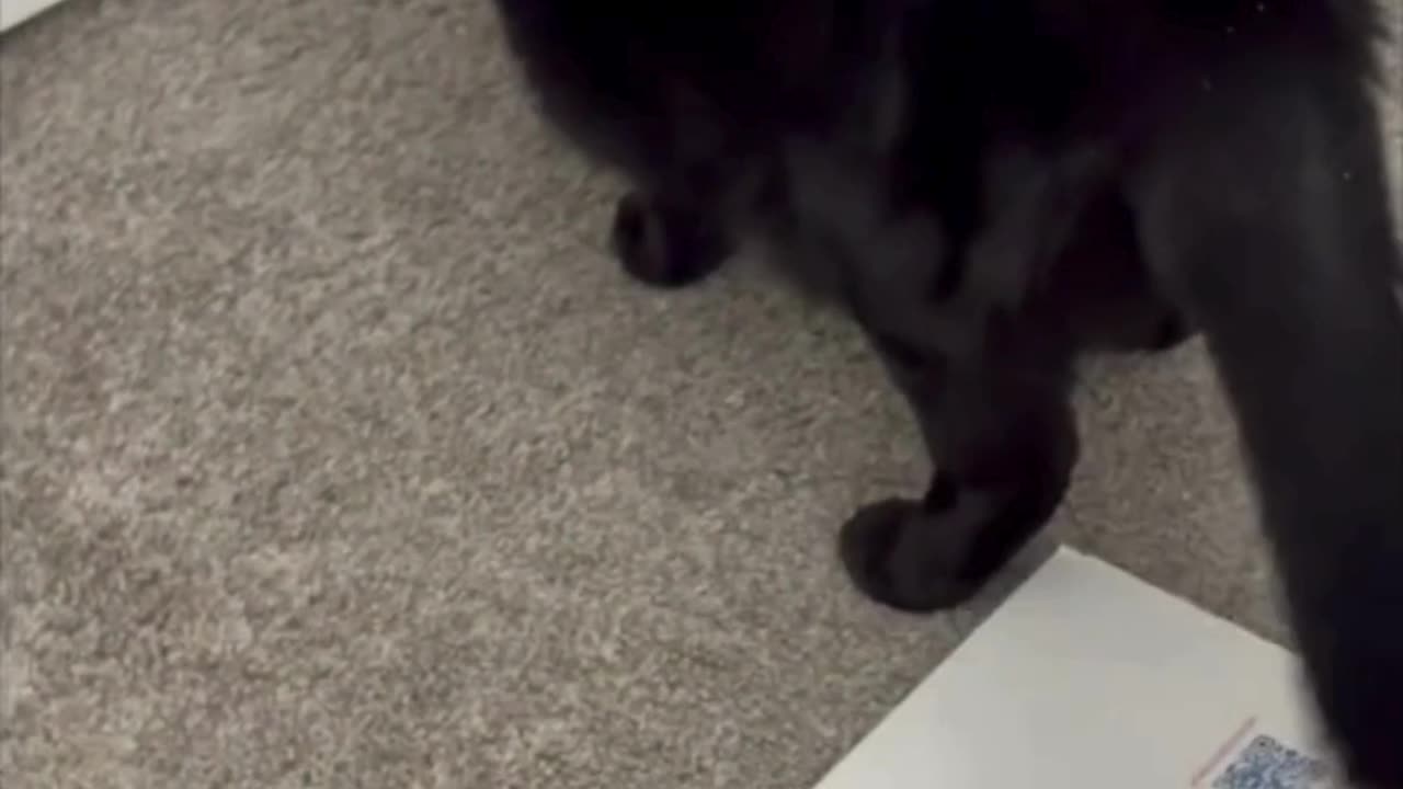 Precious Piper Sees the Sad Condition of the Office - Adopting a Cat from a Shelter Vlog #shorts