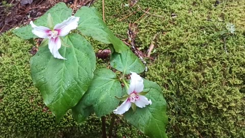Painted Trillium