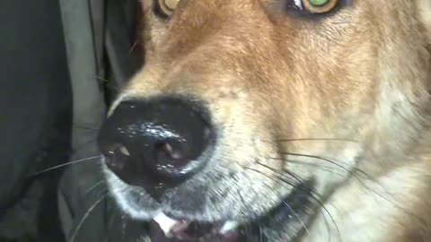 The dog is very angry