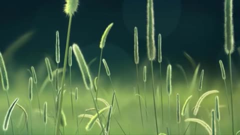 Musique Relaxante pour Dormir, Méditer et Déstresser