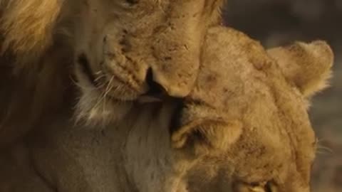 LION LOVE — A Silent Language of Strength & Affection ❤️**