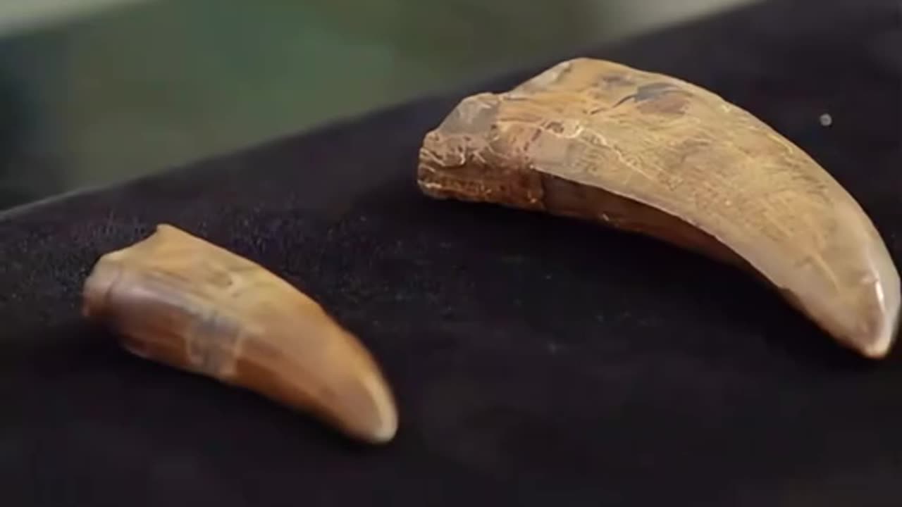 DINOSAUR TEETH WORTH 74 MILLION PART 2