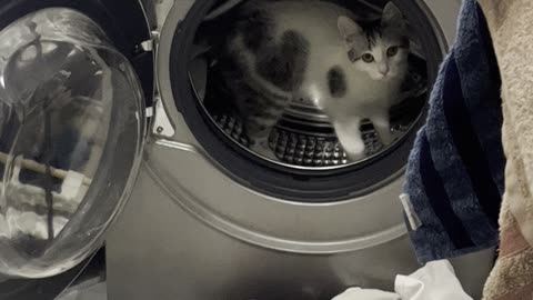 Cat Running in Washing Machine