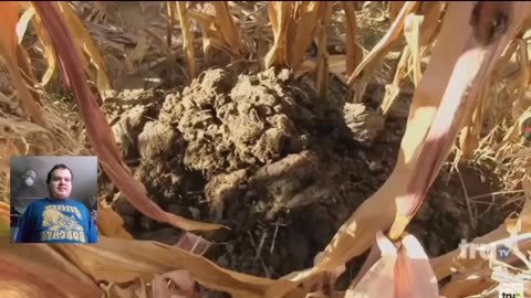 Reacting To Impractical Jokers - Sal's Haunted Corn Maze (Punishment)