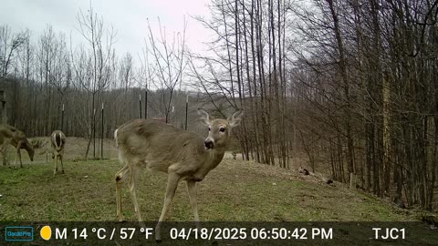 Unborn Fawn Kicking