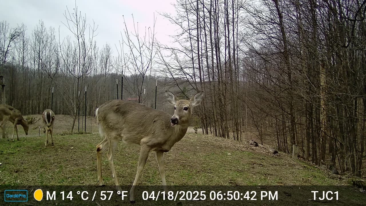 Unborn Fawn Kicking