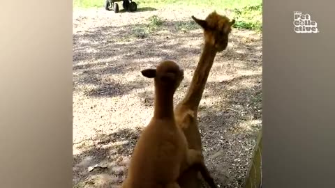 Best Animals videos to make you happy