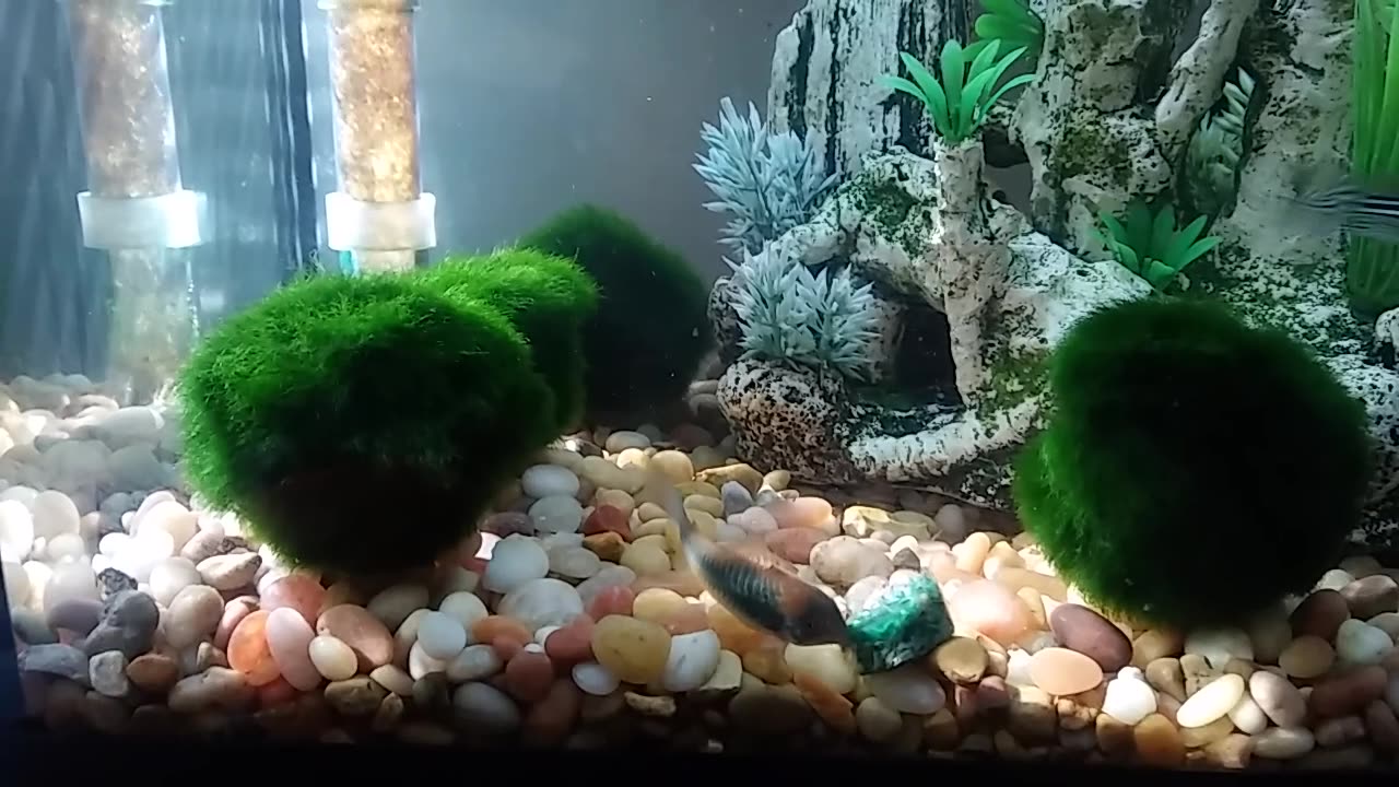 10g fish tank feeding time