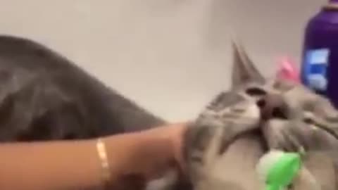 The FUNNIEST Cat Videos of 2024!