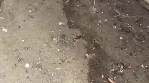 Arachnid apocalypse