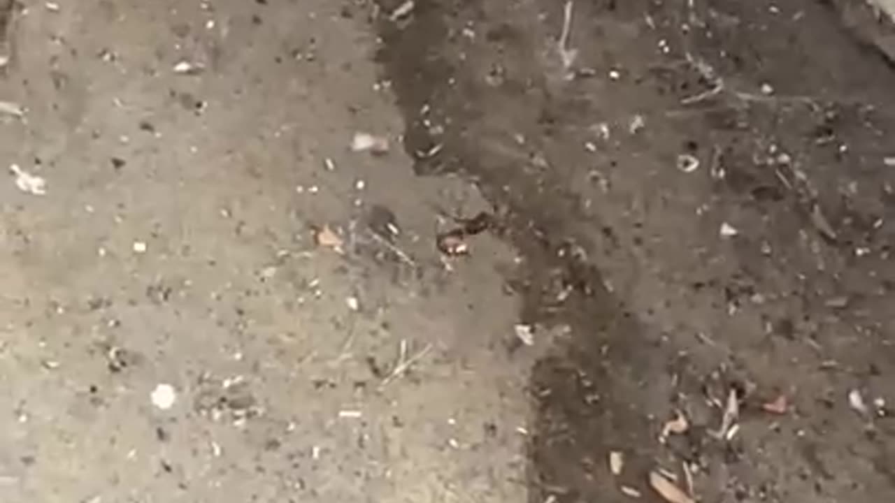 Arachnid apocalypse