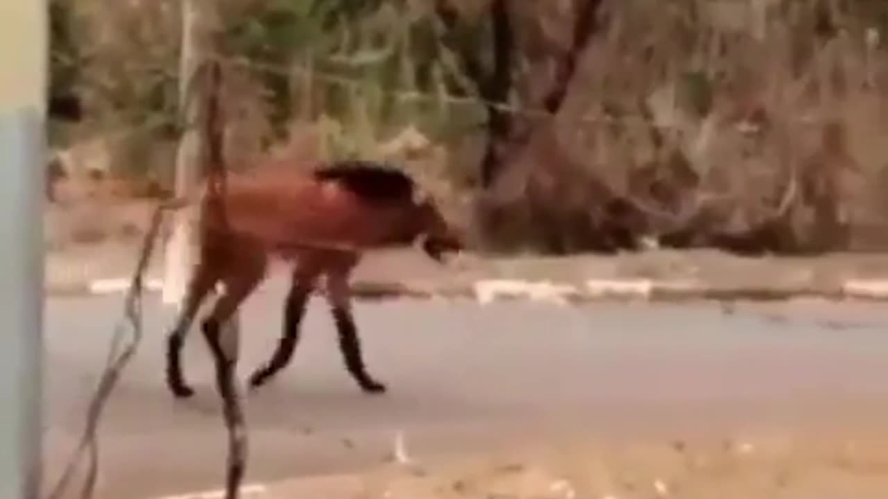 Mystery Beast Crosses the Road!