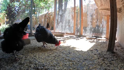 Backyard Chickens In The Morning Sounds Noises Hens Roosters!