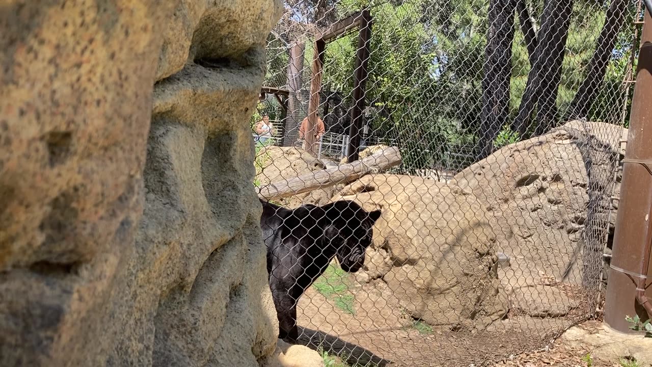 Panther Was Stalking a Guy