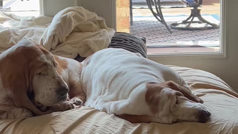 Basset Hound's Jowls Flap In The Wind Of Snores