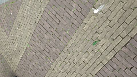 Pim Fortuynherdenking 6 mei 2025 08/13