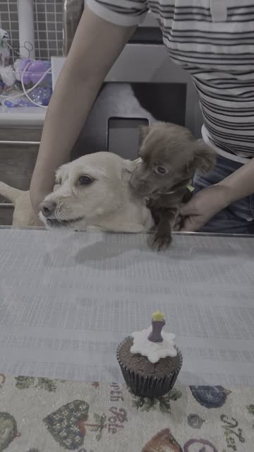 The Dog Does Not Want to Share the Cake