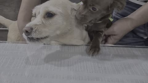 The Dog Does Not Want to Share the Cake