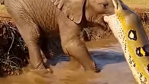 Baby elephant vs Aquatic animals