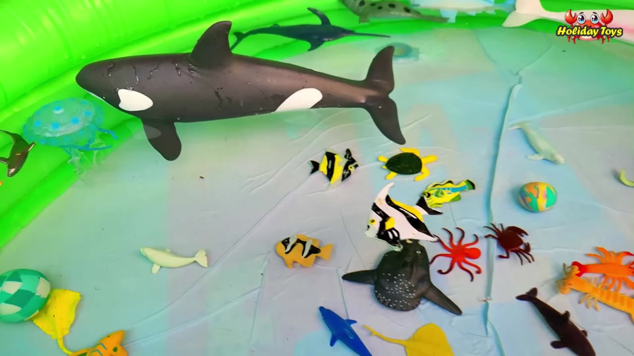 Five Orcas Surround Small Fish for Dinner