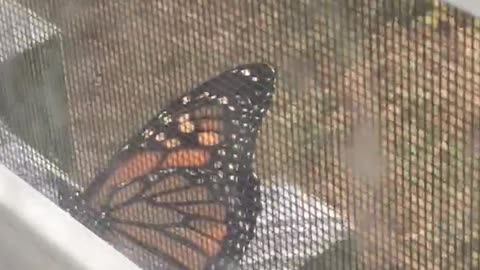 Monarch Butterfly Flaps Its Wings 2