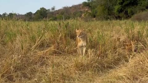 🤯✨ Why Does the Male Lion Leave When the Lioness Arrives? | FeedMyCuriosity