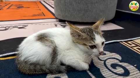 Cuteness Explosion_ Kittens_ Puppies _ Bunnies Playing Outdoors – Relaxing Animal Compilation 🌸🐕🐇
