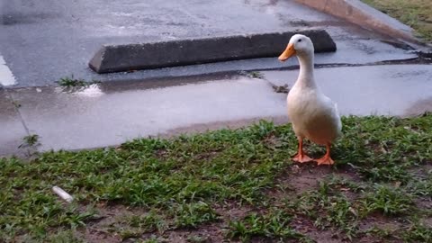 Ducks doing the wild thing