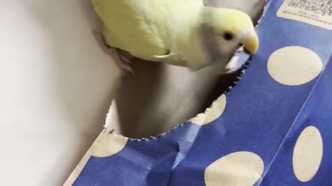 Little Parrot ASMR