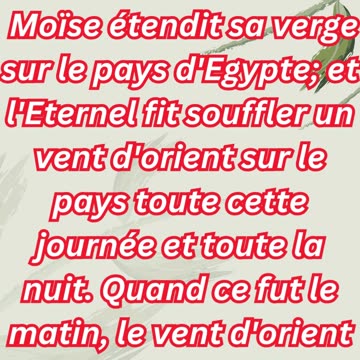 "L’invasion dévastatrice des sauterelles" Exode 10:13,14 #shorts #youtube #ytshorts #jesuschrist #yt