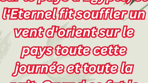 "L’invasion dévastatrice des sauterelles" Exode 10:13,14 #shorts #youtube #ytshorts #jesuschrist #yt