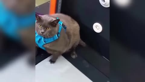 funniest cats and dogs 2025 - funny animals videos