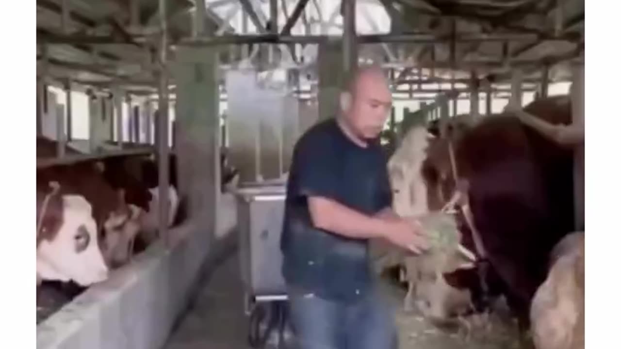 Who knew bulls had a sense of humour like that 😂