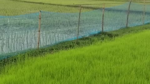 A Visit to the Paddy Fields: Where Life Begins