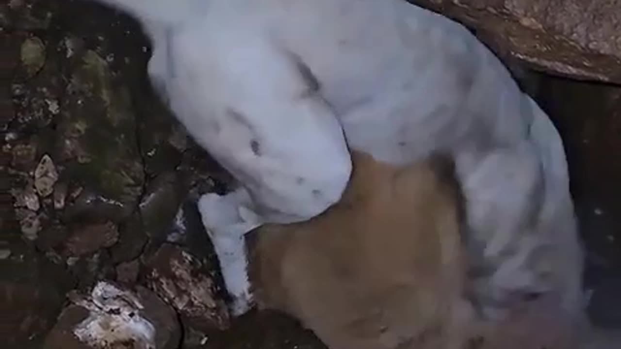 dogo vs puma