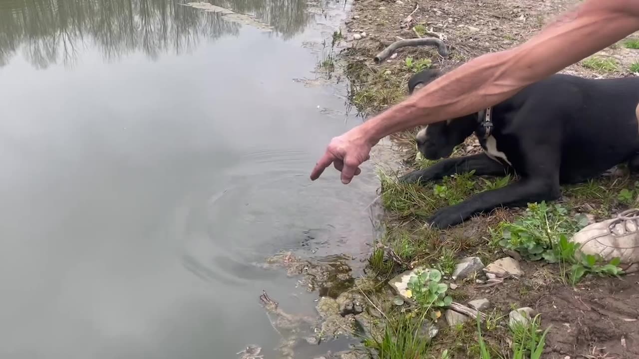 Fish Flops Out of Pond